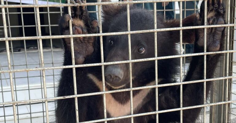 Moon Bears Rescued From Illegal Widelife Trade in Laos