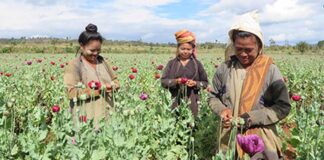 Opium farmers in Myanmar (UNODC)