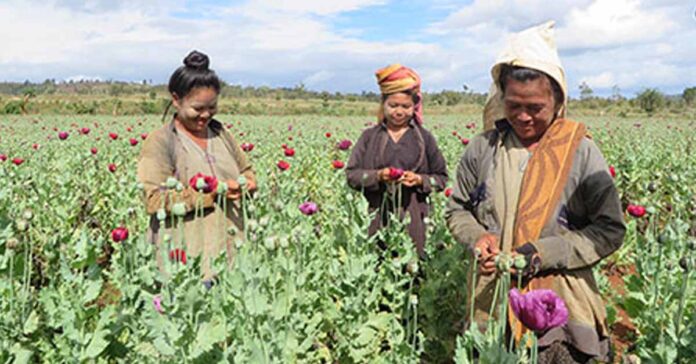 Opium farmers in Myanmar (UNODC)