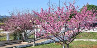 Cherry blossom tree in Houaphanh Province