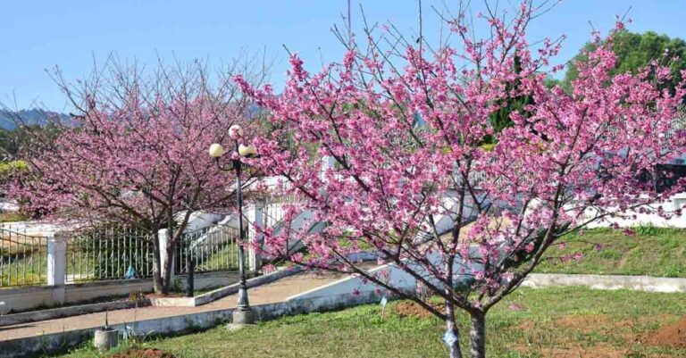 Cherry blossom tree in Houaphanh Province