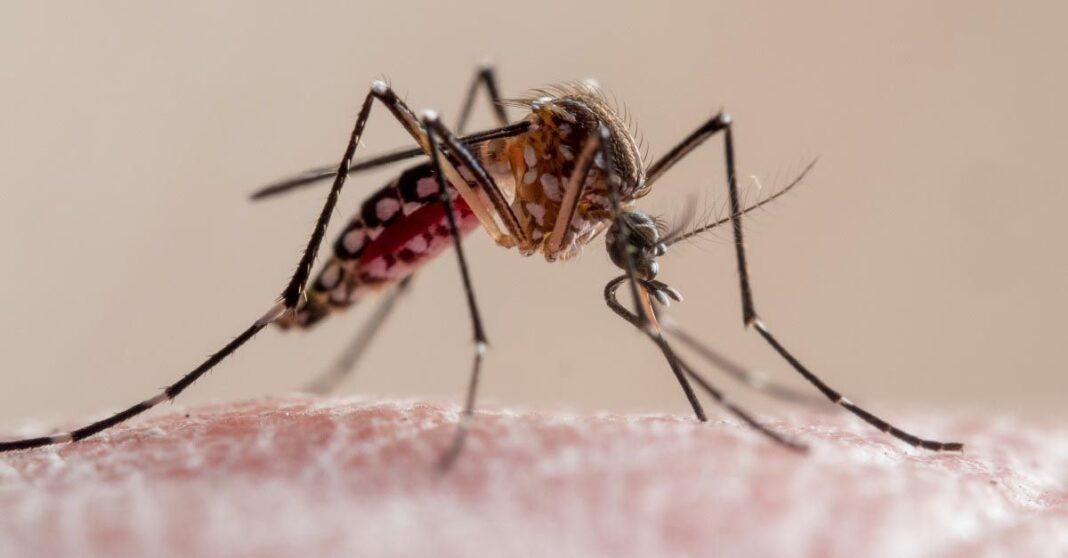 Japanese Scientists Warns Of Mosquitoes With Genetic Mutation in Southeast Asia