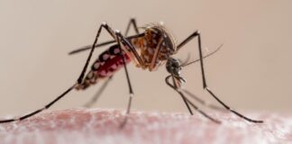 Japanese Scientists Warns Of Mosquitoes With Genetic Mutation in Southeast Asia