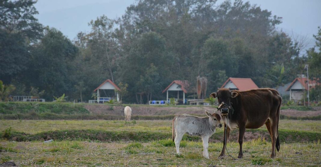 FAO Supports Lao Farmers to Boost Cattle Trade to China