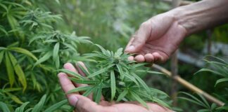 Laos approves hemp-related activities.