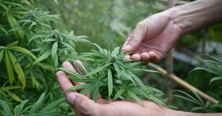 Laos approves hemp-related activities.