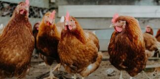 Mass Chicken Deaths Reported Across Laos