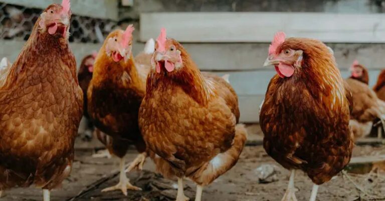 Mass Chicken Deaths Reported Across Laos