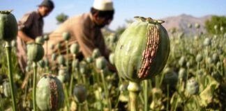 Authorities Destroy 1.1 Hectare of Opium Plantation in Phongsaly