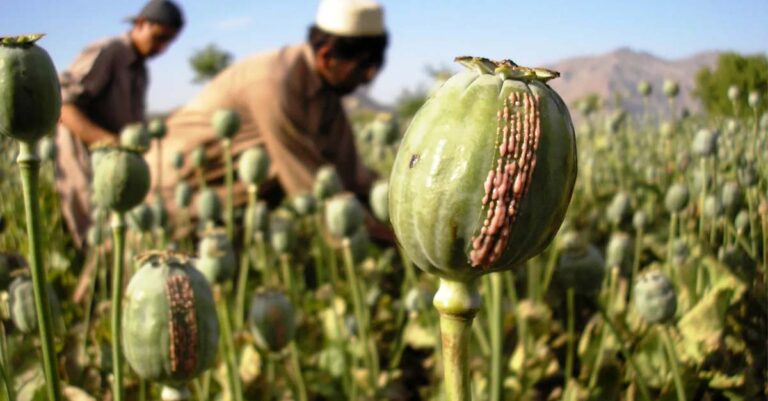 Authorities Destroy 1.1 Hectare of Opium Plantation in Phongsaly