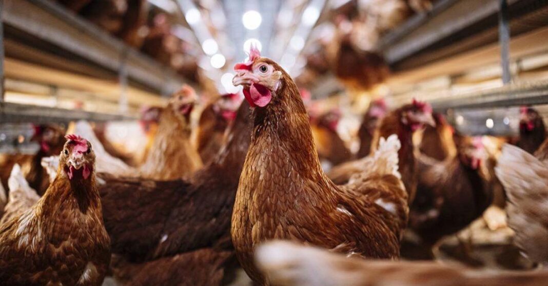 Three ASEAN Countries Alert Bird Flu After Death in Cambodia