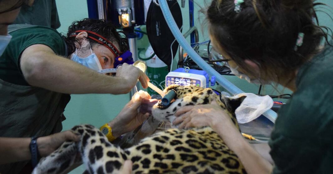 Veterinary experts provide medical attention for wildlife at the Lao Conservation Trust for Wildlife (LCTW)