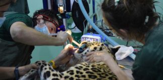 Veterinary experts provide medical attention for wildlife at the Lao Conservation Trust for Wildlife (LCTW)