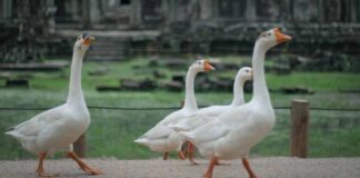 Birds in Cambodia