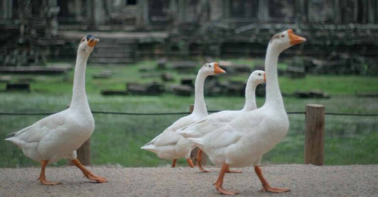 Birds in Cambodia