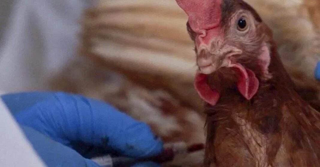 Bird Flu Still Poses Significant Threat in Laos, Said Officials, After Deaths in Cambodia