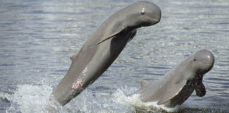 Cambodian PM Plans to Issue Benefit Cards to Dolphin Zone Villagers