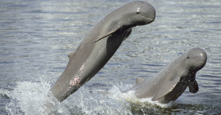 Cambodian PM Plans to Issue Benefit Cards to Dolphin Zone Villagers