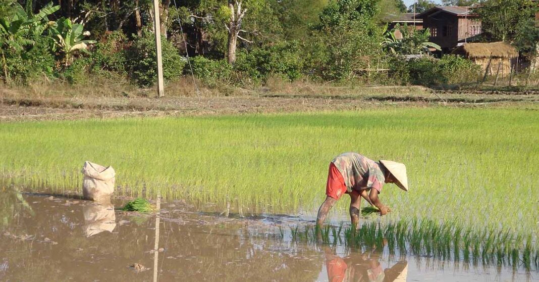 Farmer plants rice in Champasack Province, Laos (Wikipedia Creative Commons)