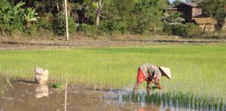 Farmer plants rice in Champasack Province, Laos (Wikipedia Creative Commons)