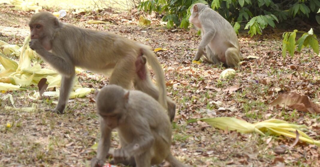 Savannakhet Holds First Monkey Feeding Festival