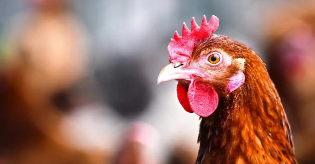 Laos Reports No Threat From Bird Flu, Despite Neighboring Countries’ Alertness