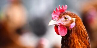 Laos Reports No Threat From Bird Flu, Despite Neighboring Countries’ Alertness