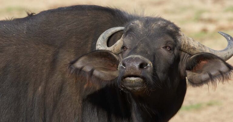 Thailand Adjorns Cattle, Buffalo, Importation Following FMD Outbreak in Myanmar