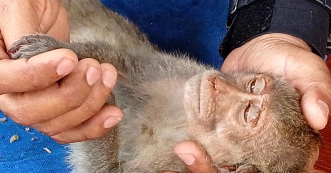 Two Arrested after Attempting to Smuggle 47 Monkeys to China Through Laos