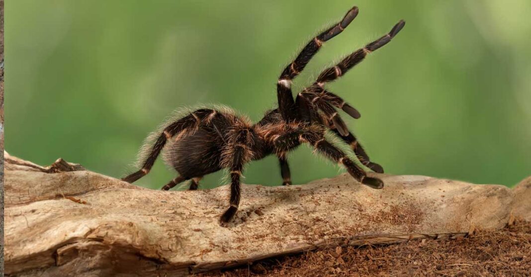 Close-up female of Spider Tarantula in threatening position. ( Photo: iStock).