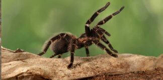 Close-up female of Spider Tarantula in threatening position. ( Photo: iStock).