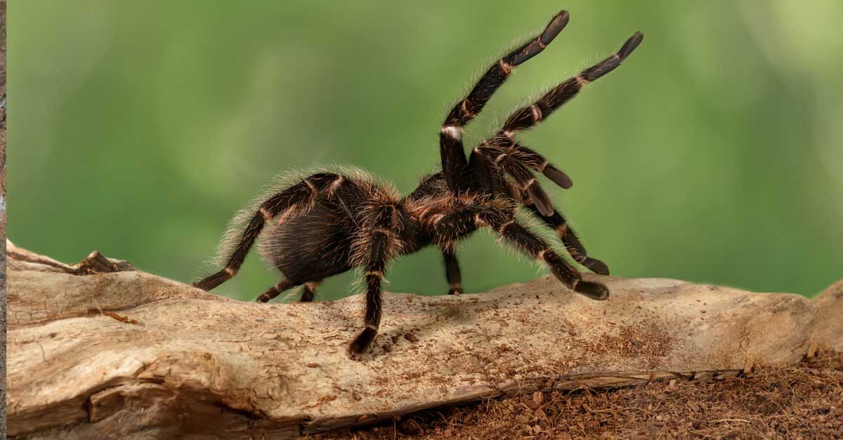 Giant huntsman spider: The largest spider by leg span