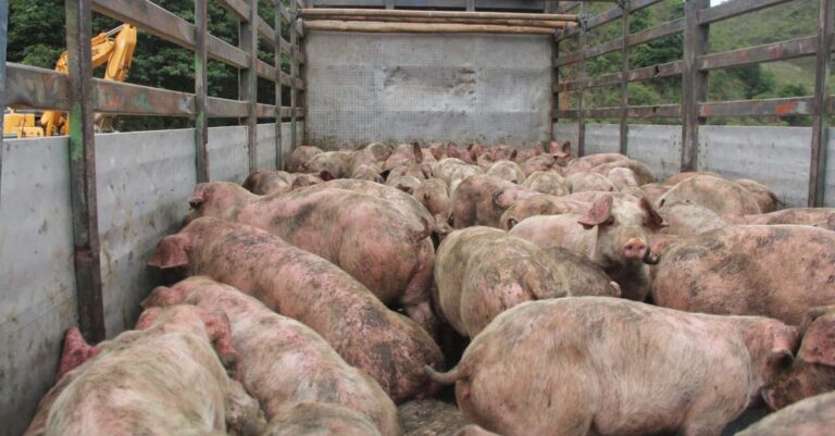 Xieng Khouang Authorities Kill Pigs Smuggled from Vietnam