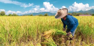 El Niño to Hurt In-Season Rice Output in Thailand