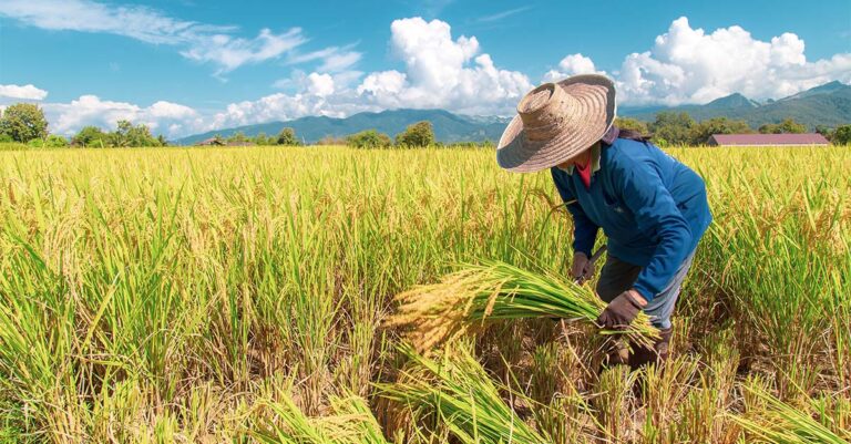 El Niño to Hurt In-Season Rice Output in Thailand