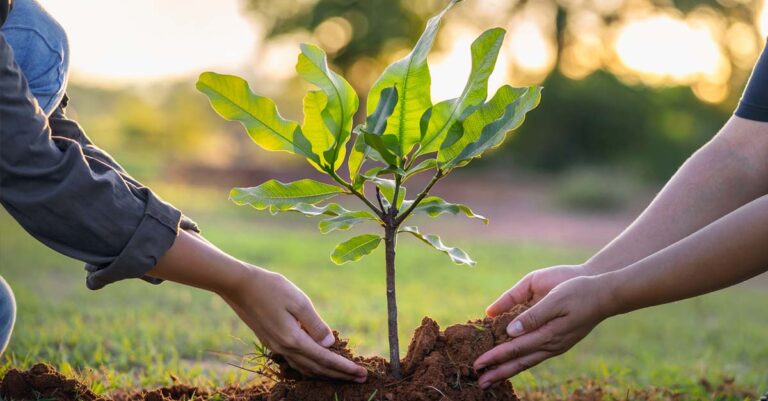 Laos to Plant Over 3 Million Trees for Arbor Day Next Month