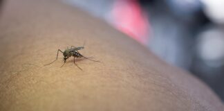 Health Officials Raise Alarm as Dengue Fever Cases Soar in Laos