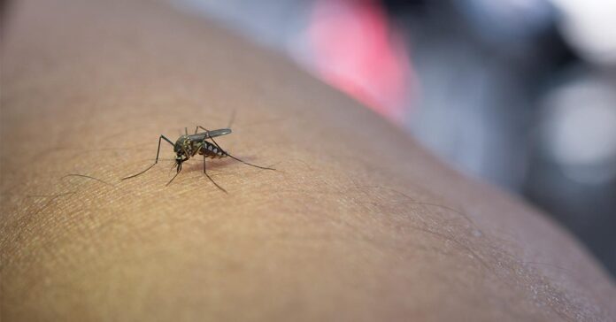 Health Officials Raise Alarm as Dengue Fever Cases Soar in Laos