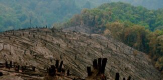 Only 40% of Forest Cover left in Laos, Says Ministry of Agriculture and Forestry