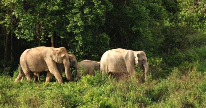 Funding Agreement to Support the Conservation of the Asian Elephant and The Restoration of the Chinese Swamp Cypress
