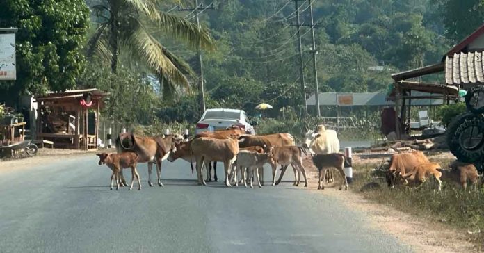 Samakkixay District Governor Warns Confiscation of Stray Cows on Roads