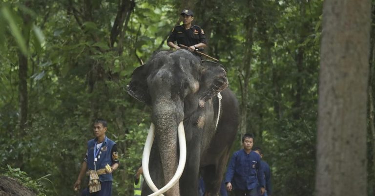 Ailing Thai Elephant Returns Home for Medical Care After Years of Neglect in Sri Lanka