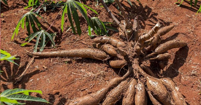 Cassava Leads Lao Exports in January 2024 Amid Trade Deficit