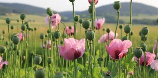 Lao Gov. Supports 47,000 With Crops to Replace Opium Poppies