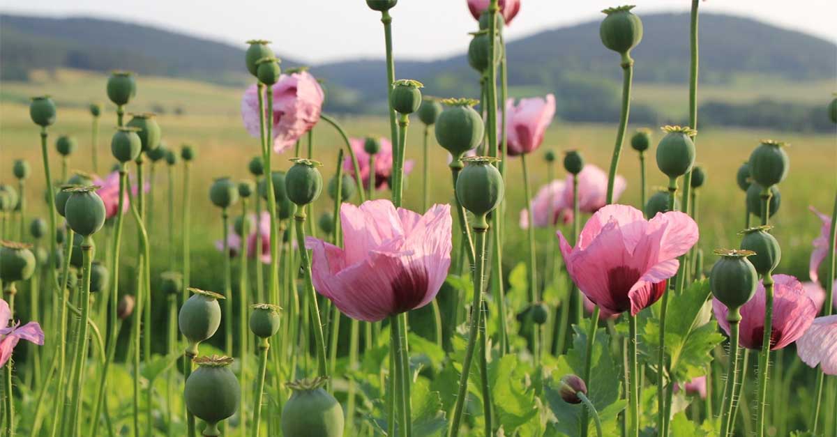 Opium Poppy Flower Field