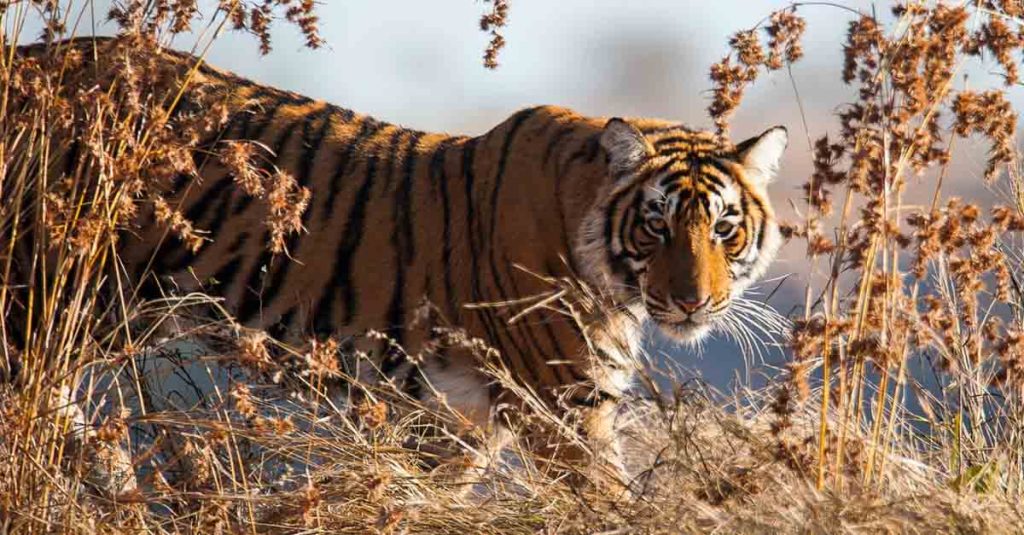 The most recent hard evidence of tigers in Laos was recorded in Nam Et Phou Louey National Protected Area in 2013.