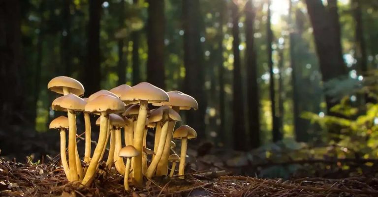 Scientists Uncover Role of Underground Fungi in Combating Air Pollution