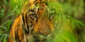 Laos' upcoming Tiger Action Plan will highlight tiger recovery potential (Photo: WWF)