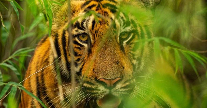 Laos' upcoming Tiger Action Plan will highlight tiger recovery potential (Photo: WWF)