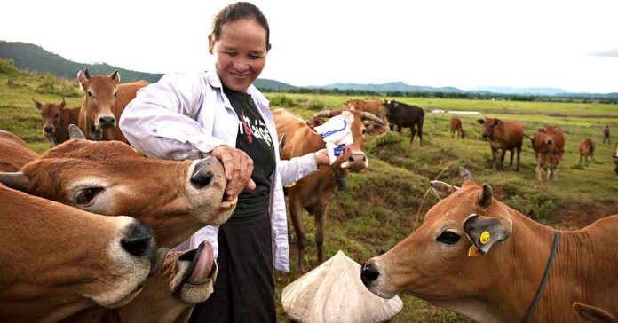 Lao Cattle Relatively Free of Lumpy Skin Disease This Year